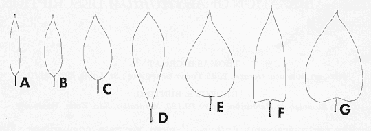 anthdesfig1.gif - 97658 Bytes