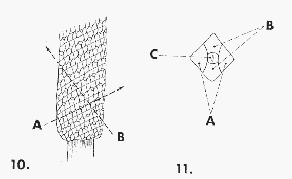 anthdesfig9,10.gif - 112550 Bytes