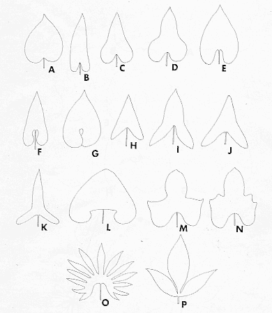 anthdesfig2.gif - 93523 Bytes