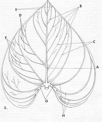anthdesfig5.gif - 116718 Bytes