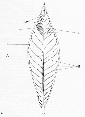 anthdesfig6.gif - 92898 Bytes