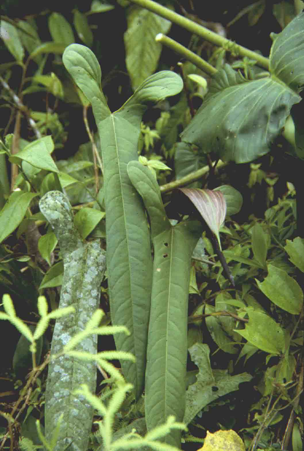 anth flavolineatum in habitat