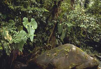anthurium habitat, Ecuador