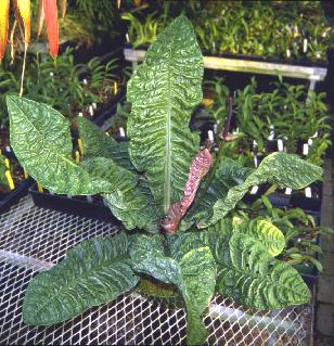 Anthurium reflexinervium