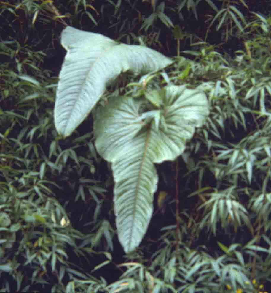 anth_sp1.jpg - 38525 Bytes