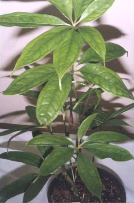 Anthurium pentaphyllum