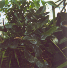 Anthurium andicola