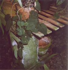 Anthurium clidemioides