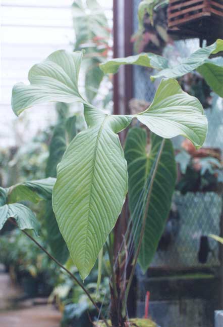 Anth. draconopterum