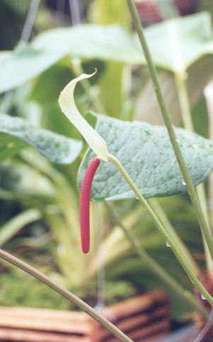 Anth. draconopterum inflorescence