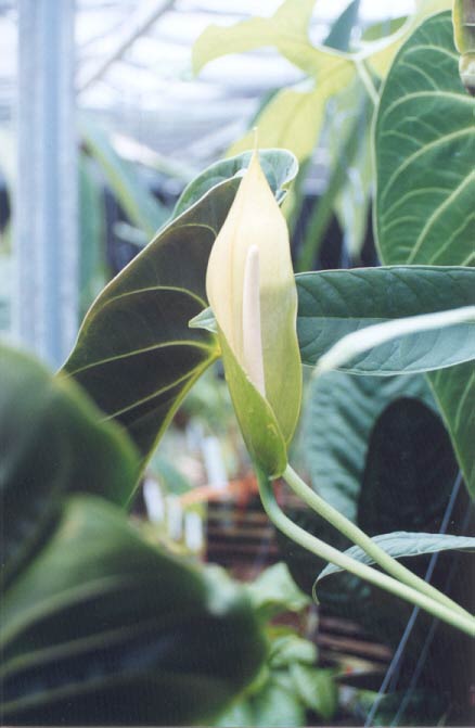 Anthurium esmeraldense inflorescence