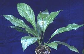 Anthurium fendleri