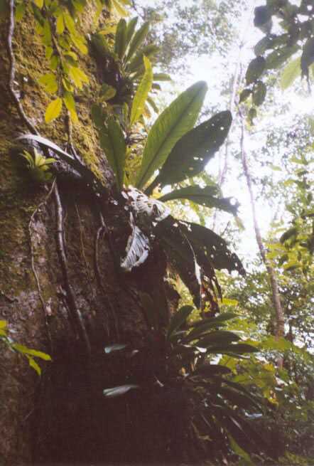 anthurium fragrantissimum in habitat