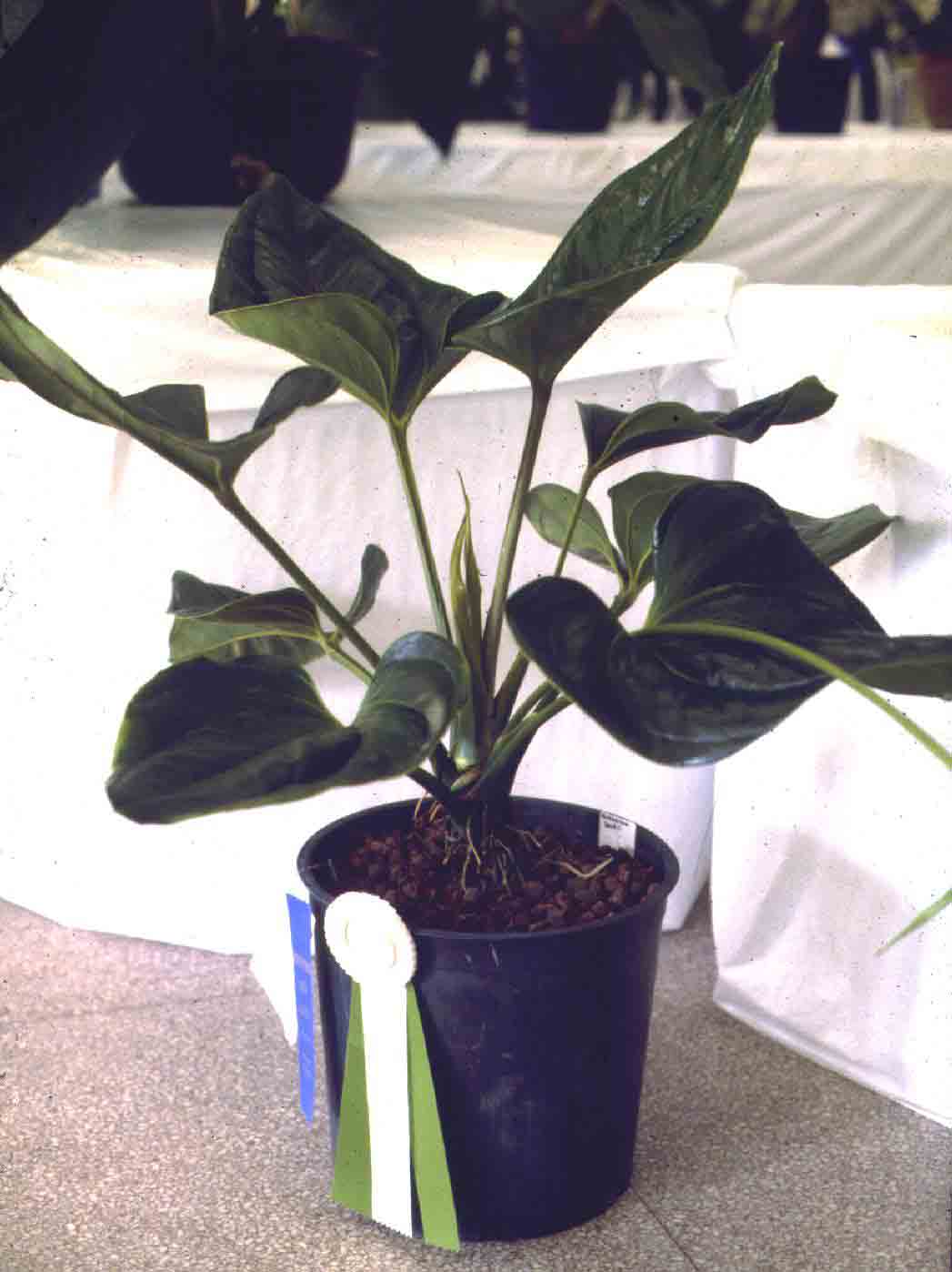 A. lentii grown by Amy Donovan