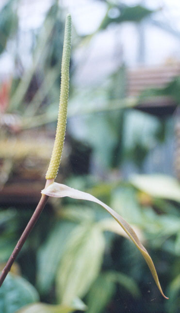 Anth. papillilaminum inflorescence