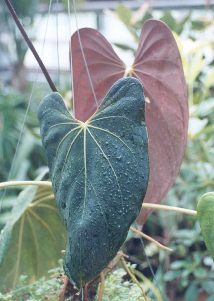 Anth. papillilaminum