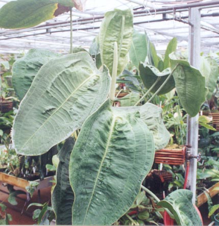 Anth. peltigerum at the Atlanta Botanical Gardens