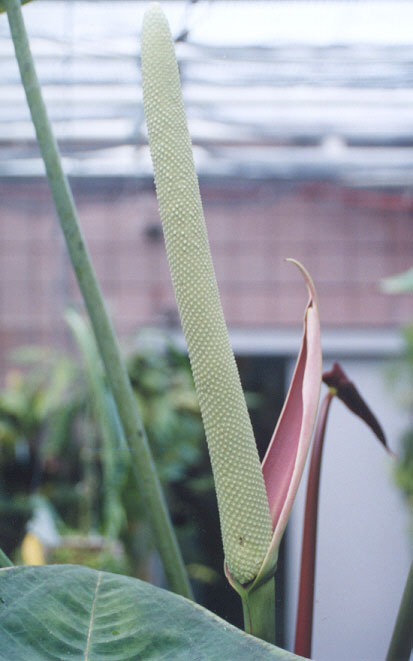Anth. peltigerum inflorescence