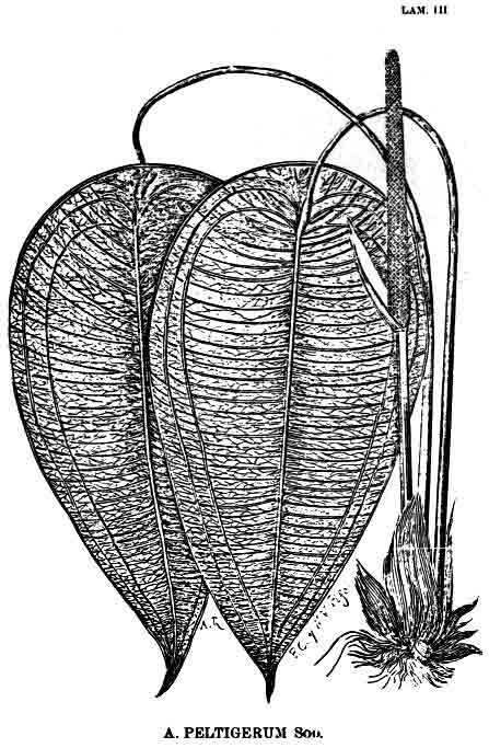 Sodiro's illustration of Anth. peltigerum