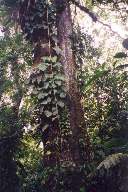 Anth. pendens habitat