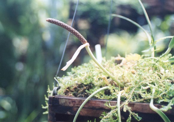 Anth. pendens inflorescence