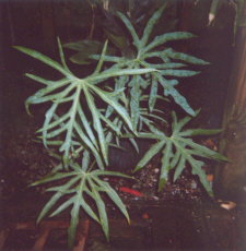 Anth. podophyllum