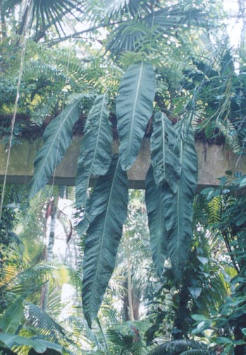 Anth. pseudospectabile at the Atlanta Botanical Gardens