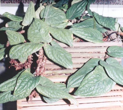 Anth. radicans