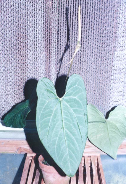 Anthurium rubrinervium