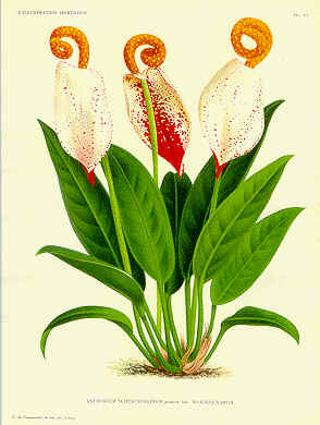 anthscherz.jpg - 17732 Bytes