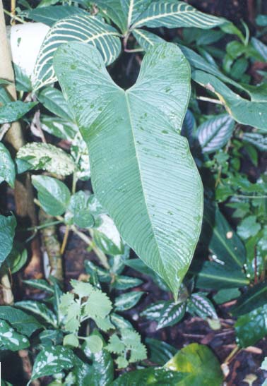 Anth. argyrostachyum
