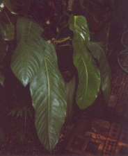 Anthurium spectabile