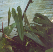 Anthurium verapazense