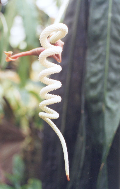 Anth. wendlingeri inflorescence