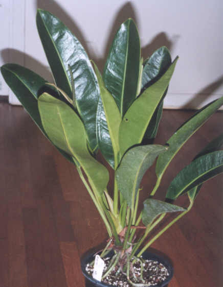 Anthurium willdenowii