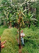 Jim Symon with Amorphophallus decus-silvae.