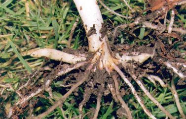 Figure 31. A. concinnum EMK 1068. Stolons emerge after flowering.