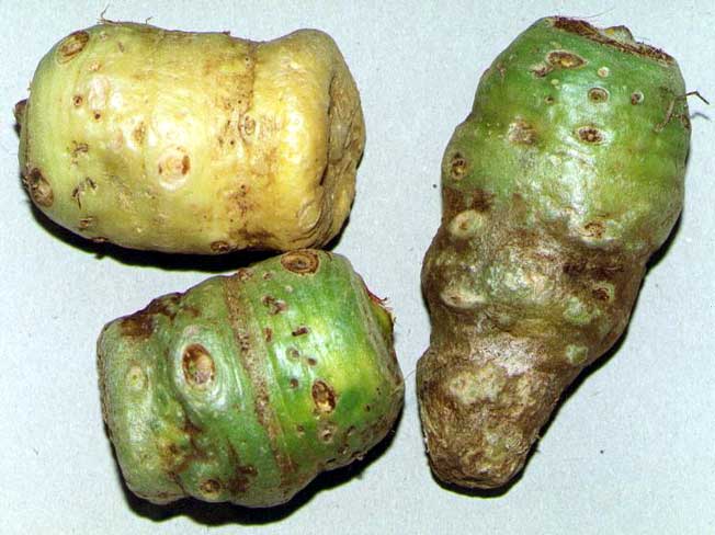 Figure 5. A. dahaiense has the same kind of tuber.