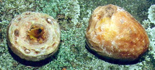 Figure 8. Tubers of A. dilatatum.