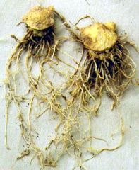 Figure 16. Tubers of A. roxburghii, seen from below.