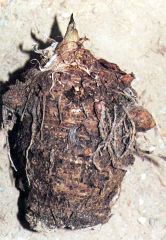 Figure 4. Elongate tuber of A. speciosum.