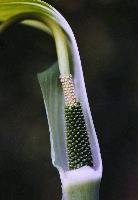 Arisaema prazeri