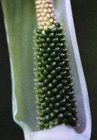 Arisaema prazeri