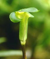 Arisaema scortechinii