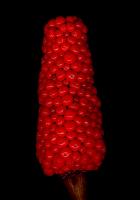 Arisaema sikokianum seed
