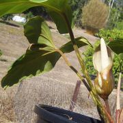 Image of Adelonema wendlandii  (Bogner & Moffler) S. Y. Wong & Croat.