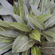 Image of Aglaonema brevispathum  Engl..