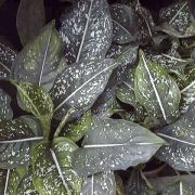 Image of Aglaonema costatum  N.E.Br..