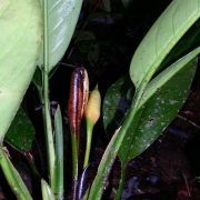 Image of Aglaonema nitidum  Kunth.