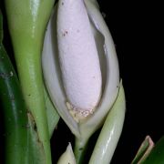 Image of Aglaonema nitidum  Kunth.